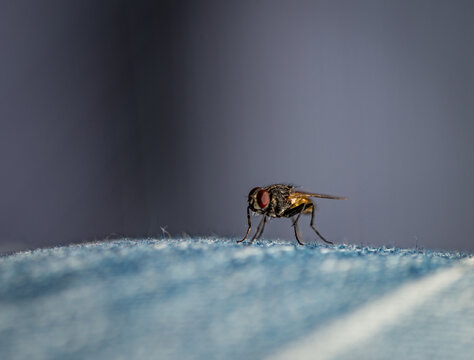 Fly on Denim, Macro