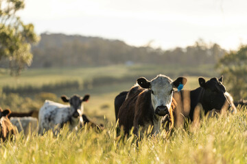 long pasture grass growing with cows in a field, Herd of Healthy Beef Cattle on a Sustainable...