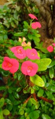 Bright Red Euphorbia Flowers with Raindrops in Lush Garden