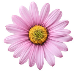 Pink daisy flower isolated on a transparent background, cutout PNG file for graphic design elements.