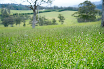 Green Pasture crop farm practicing Sustainable agriculture the Future of Regenerative Farming in Australia. Showcasing Healthy Land Management, Environmental Stewardship, and Thriving Rural Landscapes