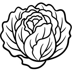 Chinese cabbage line art vector