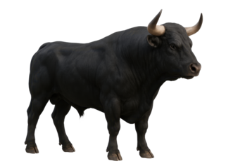 A black bull with horns stands on a white background. The bull is large and muscular, with a fierce expression on its face. Concept of strength and power