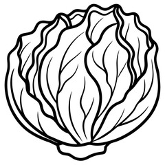 Chinese cabbage line art vector