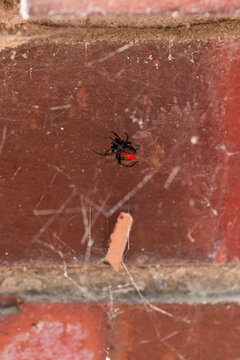 Redback spider with its messy web on a brick wall