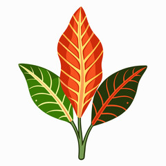 Simple Croton Vector on White © Motin