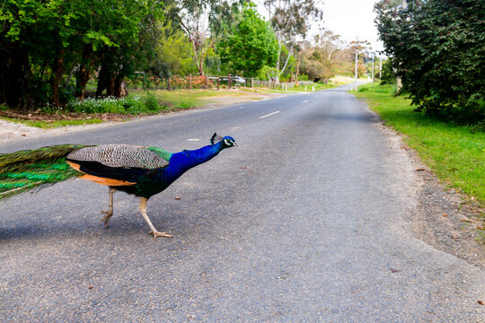 Peacock wandering around a suburban street