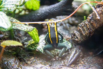A Golfo Dulce Poison Dart Frog at a local zoo
