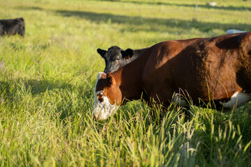 beautiful cattle in Australia  eating grass, grazing on pasture. Herd of cows free range beef being...