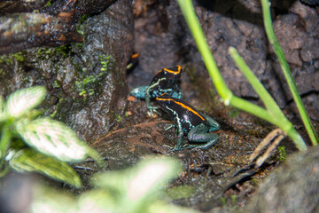 A Golfo Dulce Poison Dart Frog at a local zoo