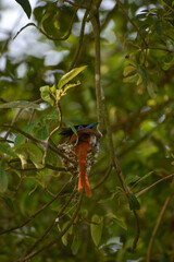 The robed Indian paradise flycatcher on the cage