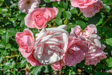bunch of white and pink blossoming roses in garden, Ludwigsburg
