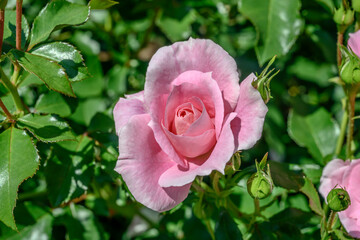 whitish pink blossoming rosebud in garden, Ludwigsburg