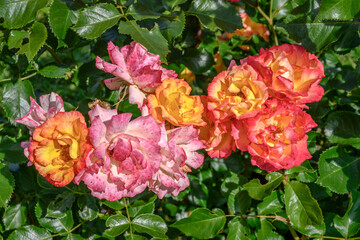 bunch of colorful blossoming roses in garden, Ludwigsburg