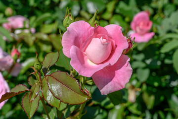 pink blossoming rosebud in garden, Ludwigsburg