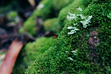 Close up of a tiny mushroom growing on moss