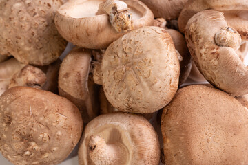 shiitake mushrooms are displayed on a clean white surface.