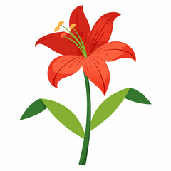Simple Amaryllis Vector on White