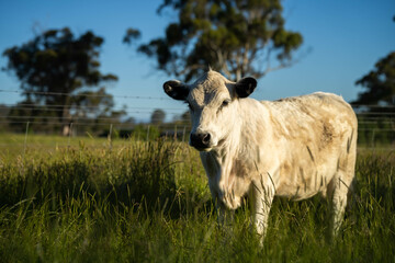 beautiful cattle in Australia  eating grass, grazing on pasture. Herd of cows free range beef being regenerative raised on an agricultural farm. Sustainable farming