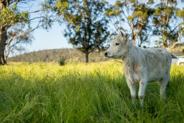 Fototapeta premium Green Pasture crop farm practicing Sustainable agriculture the Future of Regenerative Farming in Australia. Showcasing Healthy Land Management, Environmental Stewardship, and Thriving Rural Landscapes