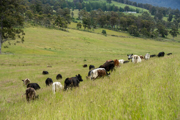 Green Pasture crop farm practicing Sustainable agriculture the Future of Regenerative Farming in Australia. Showcasing Healthy Land Management, Environmental Stewardship, and Thriving Rural Landscapes