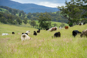 Green Pasture crop farm practicing Sustainable agriculture the Future of Regenerative Farming in Australia. Showcasing Healthy Land Management, Environmental Stewardship, and Thriving Rural Landscapes