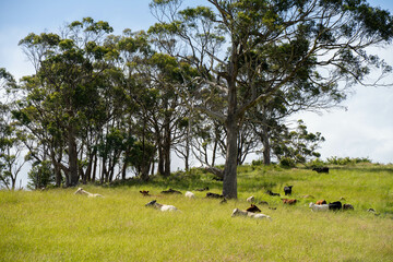 long pasture grass growing with cows in a field, Herd of Healthy Beef Cattle on a Sustainable Australian Farm. Symbolizing Regenerative Grazing Practices of Rural Agriculture