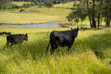 long pasture grass growing with cows in a field, Herd of Healthy Beef Cattle on a Sustainable...