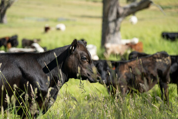 Stud beef angus cows in a field on a farm in England. English cattle in a meadow grazing on pasture...