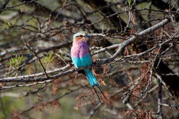 Lilac-breasted roller, a colorful bird native to Africa, perched on a branch.