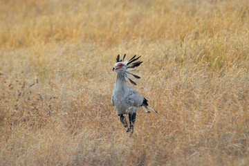 The Secretary Bird is a large, primarily ground-dwelling bird of prey native to Africa, known for its unique appearance.
