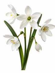 Fototapeta premium Delicate White Snowdrop Flowers with Elegant Petals and Green Leaves Isolated on White Background for Nature and Floral Themes