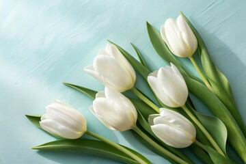 White tulips on light blue surface