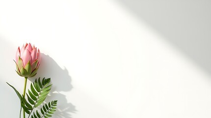Graceful Protea on White
