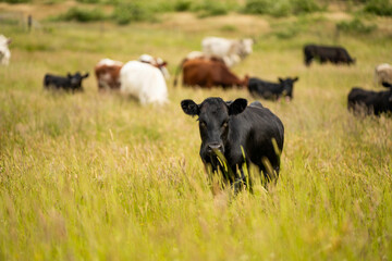 beautiful cattle in Australia  eating grass, grazing on pasture. Herd of cows free range beef being regenerative raised on an agricultural farm. Sustainable farming