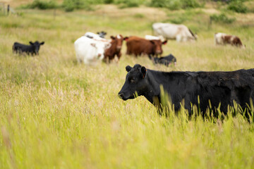 beautiful cattle in Australia  eating grass, grazing on pasture. Herd of cows free range beef being...
