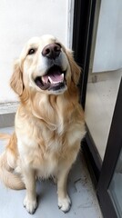 Happy Golden Retriever Dog Sitting Indoors