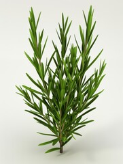 Obraz premium Fresh Green Rosemary Herb Plant Displayed Against Plain Background in Studio with Soft Lighting for Culinary and Aromatic Uses in Cooking