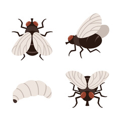 Side, front and top views of a pest fly. And fly larvae.