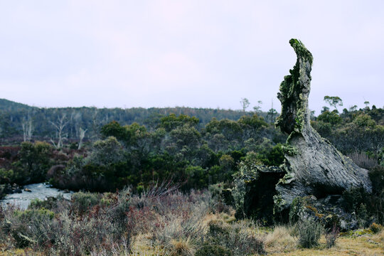 The base of a fallen tree poking up with up bushland behind