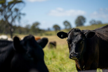 long pasture grass growing with cows in a field, Herd of Healthy Beef Cattle on a Sustainable...