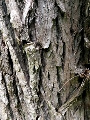 Rugged Tree Bark Texture