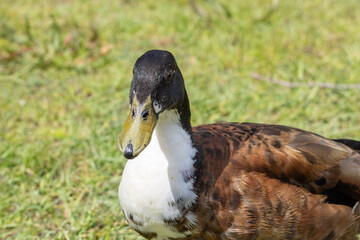 Duck resting on green grass in parque da paz, almada, portugal