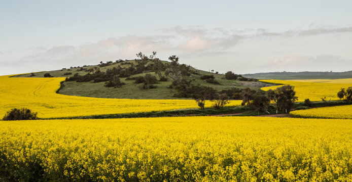Canola Crop on Western Australian farms
