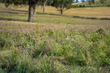 long pasture grass growing with cows in a field, Herd of Healthy Beef Cattle on a Sustainable Australian Farm. Symbolizing Regenerative Grazing Practices of Rural Agriculture