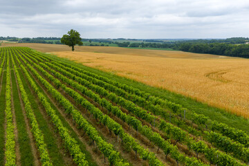 Vigne et bl&eacute; jaune