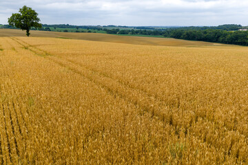 Champ de blé jaune