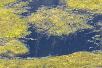 Green algae covering surface of pond water, causing environmental damage