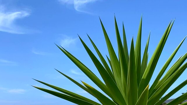 Yucca plant on a blue sky background.Spanish bayonet tree. Joshua tree.Yucca aloifolia,4K
