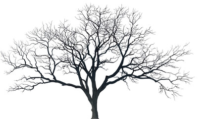 
The image shows a bare tree against a stark white background. The tree appears to be leafless, indicating that it is likely winter or late fall.